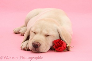 Yellow Labrador Retriever pup sleeping with a rose