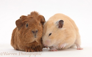Baby Guinea pig and Golden Hamster