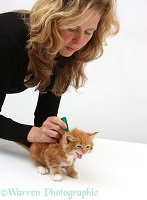 Applying spot-on flea treatment to a ginger kitten