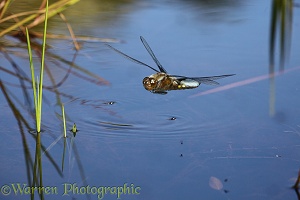 Broad-bodied Chaser Dragonfly over pond