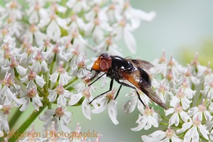 Volucella Hoverfly on hogweed