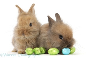 Two baby Lionhead-cross rabbits with Easter eggs