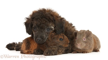 Red merle Toy Poodle pup, and baby Guinea pigs