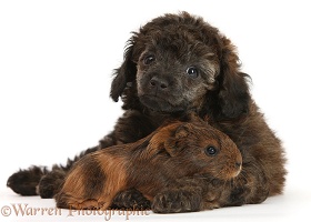 Red merle Toy Poodle pup, and baby Guinea pig