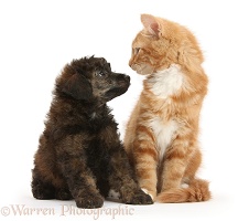 Ginger kitten and red brindle Toy Poodle pup