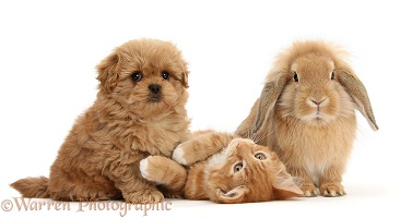 Peekapoo pup, Ginger kitten and Sandy Lop rabbit