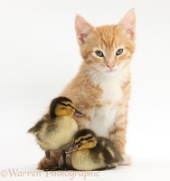 Ginger kitten and Mallard ducklings