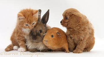 Ginger kitten with Cavapoo pup, rabbit and Guinea pig
