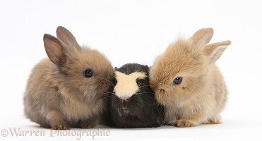 Yellow-and-black Guinea pig and baby Sandy Lop rabbits