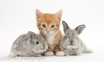 Ginger kitten, 7 weeks old, and baby silver Lop rabbits