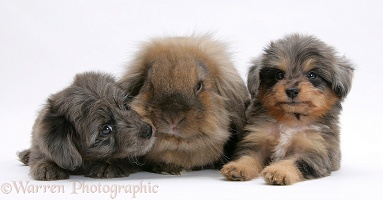 Sheltie x Poodle pups with Lionhead x Lop rabbit