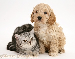 Silver tabby cat with Cockapoo puppy