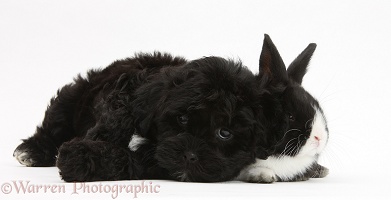 Black Pooshi (Poodle x Shih-Tzu) pup with baby rabbit
