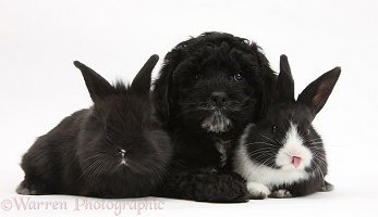 Black Pooshi (Poodle x Shih-Tzu) pup with baby rabbits