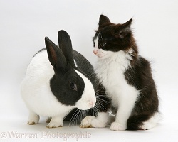 Black-and-white kitten and rabbit