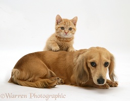 Ginger kitten with cream dapple Dachshund pup