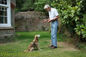 Man training an older dog