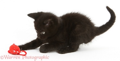 Playful black kitten, 7 weeks old