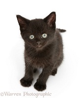 Black kitten, 7 weeks old, looking up