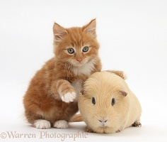 Ginger kitten, 7 weeks old, and yellow Guinea pig