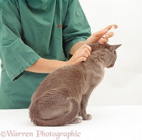 Giving booster vaccination to a cat