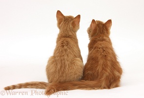 Two ginger kittens, back view