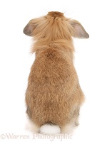 Sandy lop rabbit, back view