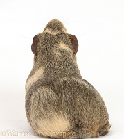 Yellow-agouti Guinea pig, back view