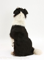 Black-and-white Border Collie back view