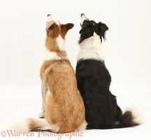 Border Collies back view