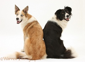 Border Collies looking over their shoulders