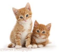 Two ginger kittens lounging together