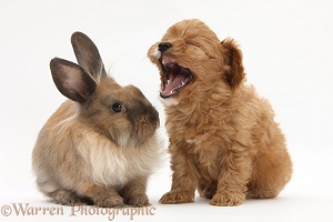 Cavapoo pup and Lionhead-cross rabbit