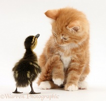 Ginger kitten and Mallard duckling