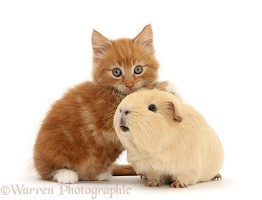 Ginger kitten, 7 weeks old, and yellow Guinea pig