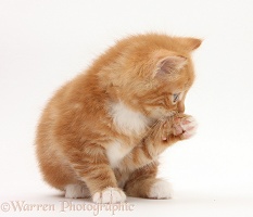Ginger kitten, washing a paw