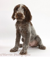 Spinone pup sitting