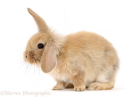 Baby Sandy Lop rabbit