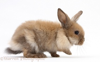 Baby Lionhead-cross rabbit