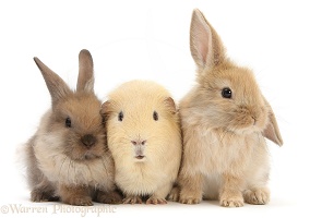 Yellow Guinea pig and baby Sandy Lop rabbits