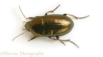 Small ground beetle