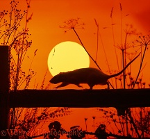 Brown Rat at sunset