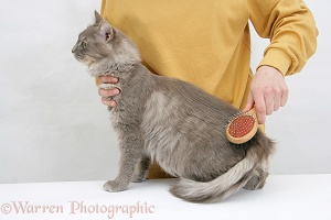 Grooming a Maine Coon cat with a brush