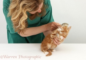 Vet nurse grooming a ginger kitten