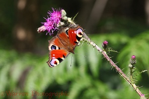 Peacock Butterfly on marsh thistle