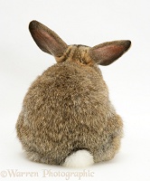 Agouti buck rabbit, back view