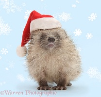 Baby Hedgehog wearing a Santa hat