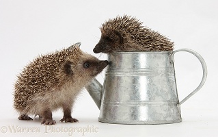 Baby Hedgehogs in a little metal watering can