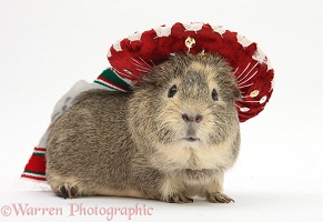 Guinea pig wearing a Mexican hat