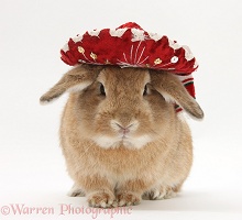 Rabbit wearing a Mexican hat